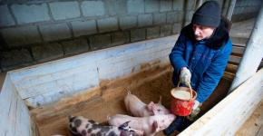 Бизнес план и что нужно для свиноводства с нуля?